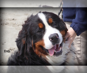 Father of the Bernese Mountain Dog puppies born on 12/12/2021