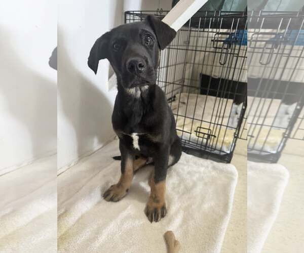 Medium Photo #5 German Shepherd Dog-Unknown Mix Puppy For Sale in Hinton, WV, USA