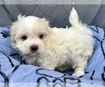 Small Photo #8 Zuchon Puppy For Sale in RENO, NV, USA