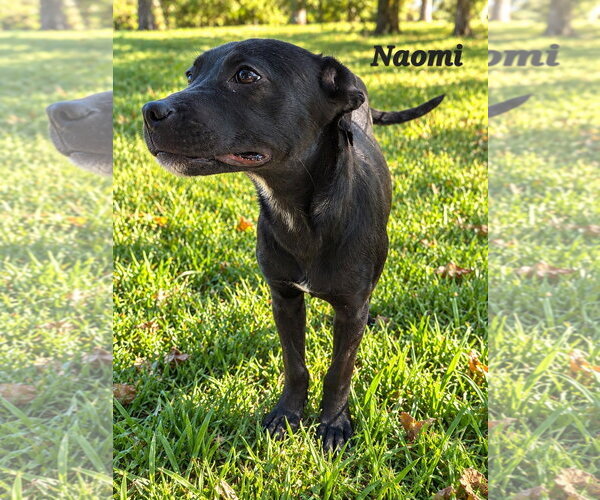 Medium Photo #2 American Staffordshire Terrier-Boxer Mix Puppy For Sale in Southbury, CT, USA