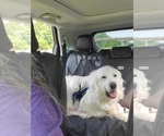 Small #4 Great Pyrenees
