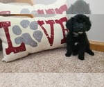 Small Photo #2 Maltipoo Puppy For Sale in GRANDVILLE, MI, USA
