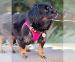 Small Photo #5 Cavalier King Charles Spaniel-Dachshund Mix Puppy For Sale in Chino Hills, CA, USA