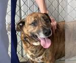 Small #2 Mountain Cur