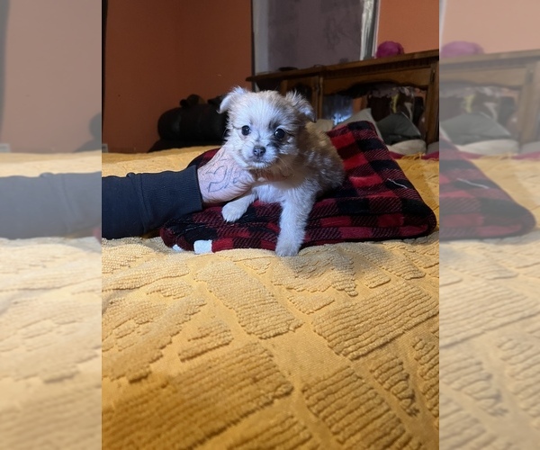 Medium Photo #1 Shiranian Puppy For Sale in LE CLAIRE, IA, USA