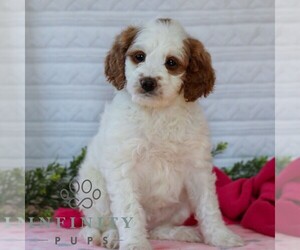 Goldendoodle (Miniature) Puppy for sale in LITITZ, PA, USA