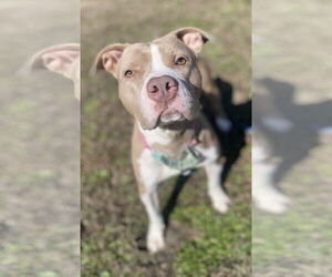 American Pit Bull Terrier-Unknown Mix Dogs for adoption in Virginia Beach, VA, USA