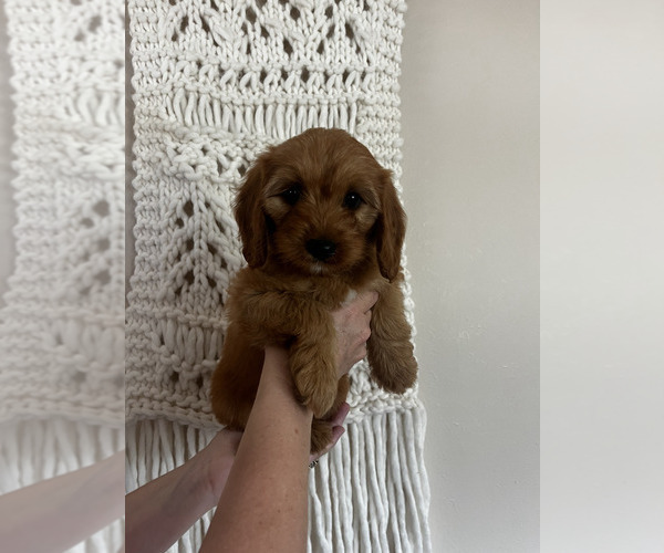 Medium Photo #9 Cockapoo (Miniature) Puppy For Sale in LOGAN, IA, USA