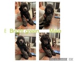 Small Photo #2 Poodle (Standard) Puppy For Sale in WINTON, CA, USA