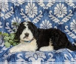 Small Photo #4 Saint Berdoodle Puppy For Sale in OXFORD, PA, USA