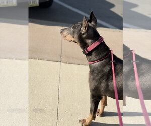 Nellie Adoption Pending! - Female Doberman Pinscher Dog for Adoption - Photo #3
