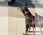 Small #2 Doberman Pinscher