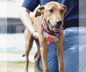 Mutt Dogs for adoption in San Antonio, TX, USA