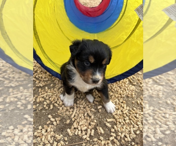 Medium Photo #3 Australian Shepherd Puppy For Sale in LOGANVILLE, GA, USA