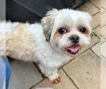 Small #2 Shih Tzu
