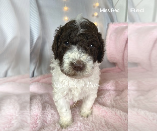 Medium Photo #1 Poodle (Standard) Puppy For Sale in DUNCAN, OK, USA