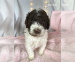 Small Photo #1 Poodle (Standard) Puppy For Sale in DUNCAN, OK, USA