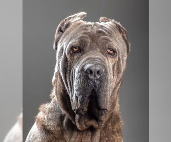 Medium Photo #9 Mutt Puppy For Sale in Lake Forest, CA, USA