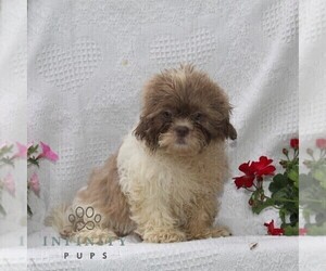 Shih Tzu Puppy for sale in RISING SUN, MD, USA