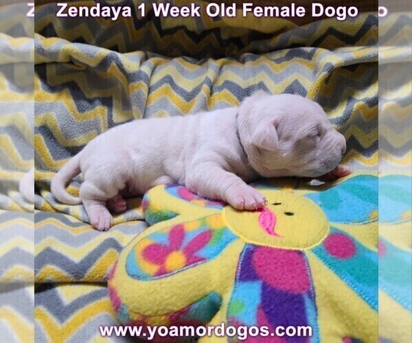 Medium Photo #4 Dogo Argentino Puppy For Sale in JANE, MO, USA