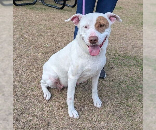 Medium Photo #4 Labrador Retriever-Unknown Mix Puppy For Sale in Canton, CT, USA