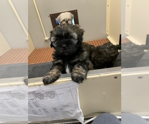 Shorkie Tzu-Yorkshire Terrier Mix Puppy for sale in TIPPECANOE, IN, USA