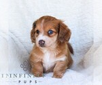 Small #5 Dachshund