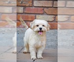 Small #2 Shih Tzu Mix