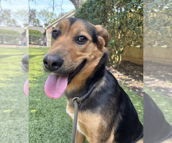 Medium Photo #3 Mutt Puppy For Sale in Hilton Head, SC, USA