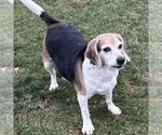 Small #1 Beagle