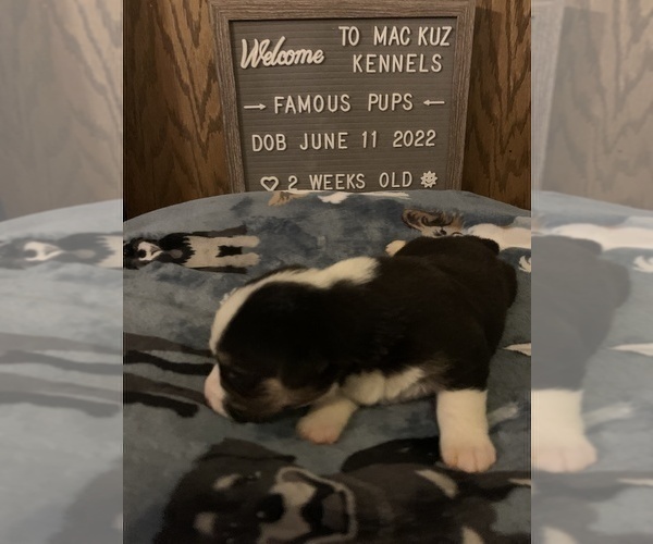 Medium Photo #17 Welsh Cardigan Corgi Puppy For Sale in SUN PRAIRIE, WI, USA