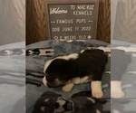Small Photo #17 Welsh Cardigan Corgi Puppy For Sale in SUN PRAIRIE, WI, USA