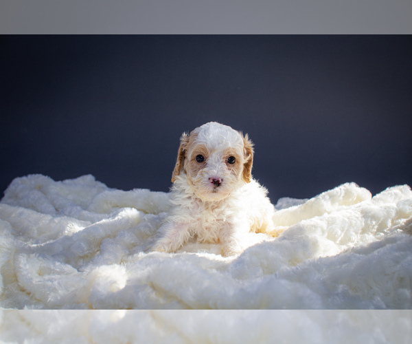 Medium Photo #4 Cavapoo Puppy For Sale in PORTAGE, MI, USA