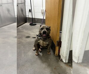 Mutt Dogs for adoption in Forestville, MD, USA