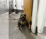 Small Mutt