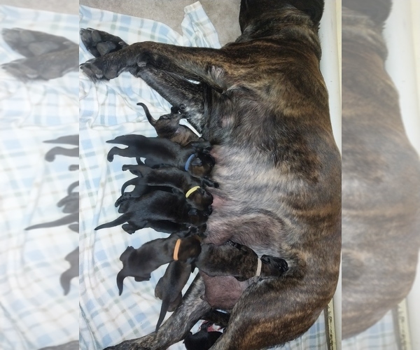 Medium Photo #12 Mastiff Puppy For Sale in MITCHELL, NE, USA