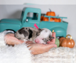 Small #2 Border Collie