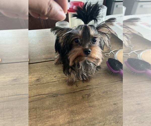 Medium Photo #9 Yorkshire Terrier Puppy For Sale in E FAYETTEVLLE, NC, USA