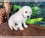 Small Photo #4 Goldendoodle-Poodle (Standard) Mix Puppy For Sale in PEYTON, CO, USA