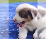 Small #2 Miniature American Shepherd