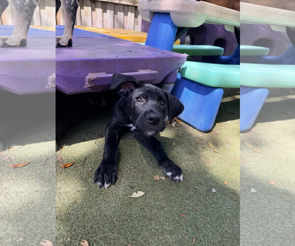 Medium Photo #1 Mutt Puppy For Sale in Orlando, FL, USA