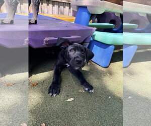 Mutt Dogs for adoption in Orlando, FL, USA