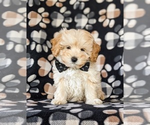 Poodle (Miniature) Puppy for sale in LINCOLN UNIVERSITY, PA, USA