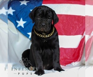 Cane Corso Puppy for sale in HONEY BROOK, PA, USA