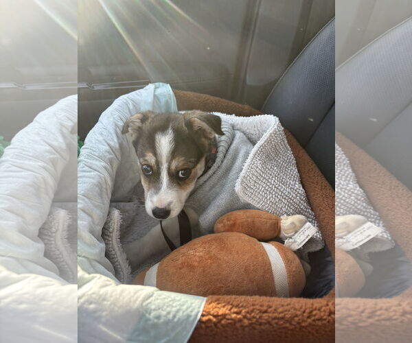Medium Photo #1 Australian Shepherd-Unknown Mix Puppy For Sale in Parker Ford, PA, USA