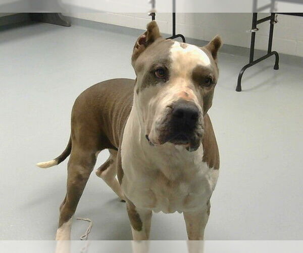 Medium Photo #1 American Pit Bull Terrier Puppy For Sale in St. Cloud, FL, USA