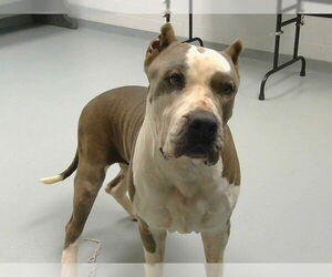 American Pit Bull Terrier Dogs for adoption in St. Cloud, FL, USA