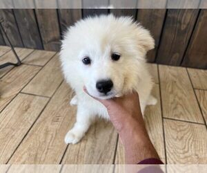 Samoyed Puppy for sale in SHAVER LAKE, CA, USA