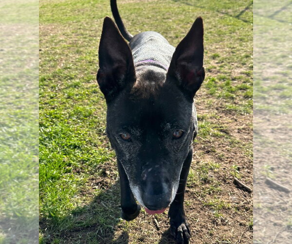 Medium Photo #7 Mutt Puppy For Sale in South Bend, IN, USA