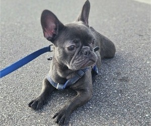 French Bulldog Puppy for sale in DADE CITY, FL, USA